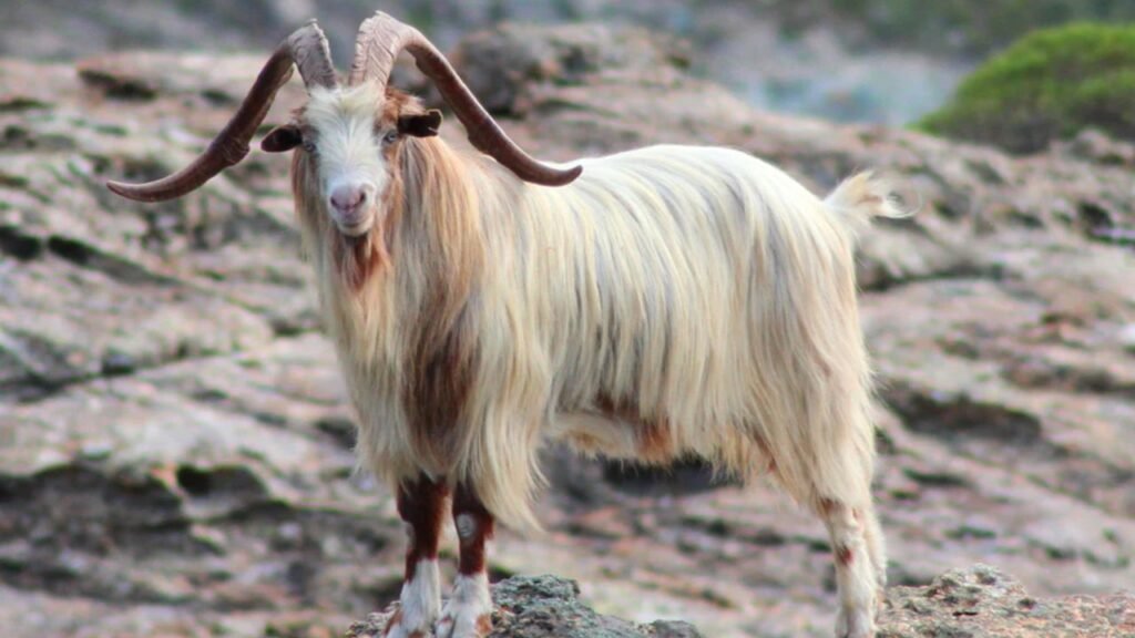 What Is Cashmere? The Ultimate Guide to This Luxurious and Timeless Fabric what-is-cashmere