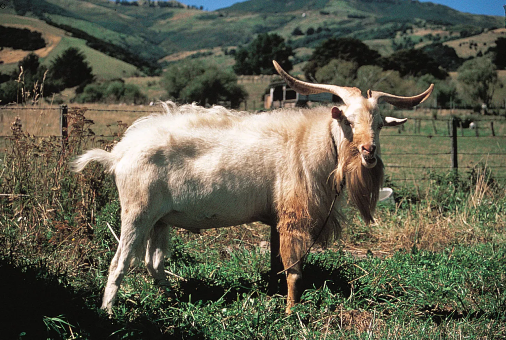 what is cashmere